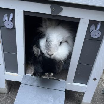 Bosco Boffin and Mary Mouse