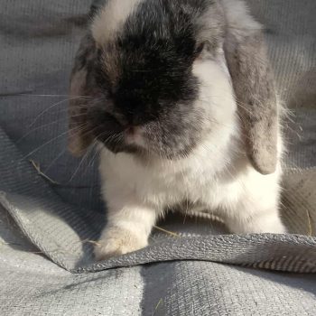Luca